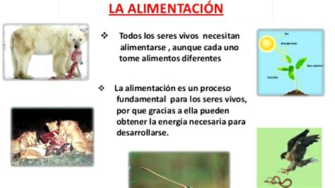 Diferentes Formas De Alimentación De Los Seres Vivos Youtube