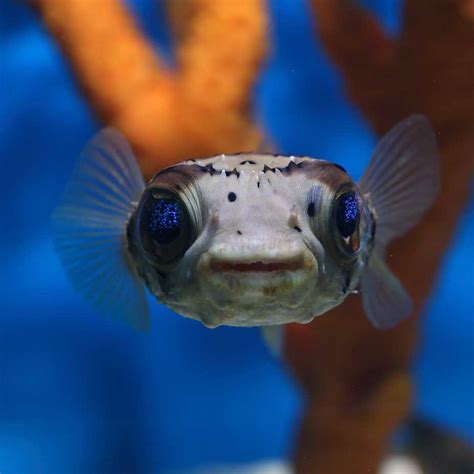Porcupinefish are fish belonging to the family diodontidae (order tetraodontiformes), also commonly called blowfish and, sometimes, balloonfish and globefish. Porcupine Puffer | Fast Delivery Abyss Aquatics UK
