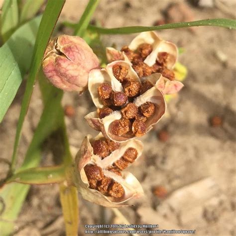 Photo Of The Seeds Of Freesia Freesia Viridis Posted By