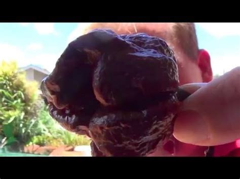 The trinidad moruga scorpion pepper is related to several other superhot peppers including the trinidad scorpion, trinidad scorpion butch t, red 7 pot, yellow 7 pot, white 7 pot, chocolate 7. Giant Chocolate Scorpion Pepper Review - YouTube