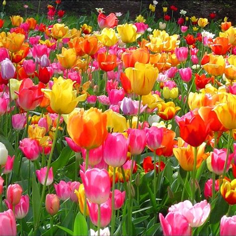 Holland Tulip Festival Van Galder Tour And Travel May 7 10