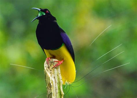 Meet The Unique Twelve Wired Bird Of Paradise