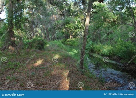 Native Florida Vegetation Stock Photo Image Of Trail 118716074