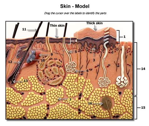 During all that time, my over 60 year old skin has taken on a more dewy look, not just my face, but my arms and legs as well. SKIN MODEL QUIZ good website | Childrens education, Physiology