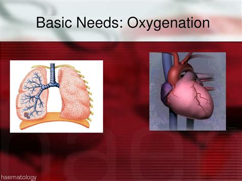 Ppt Basic Human Needs Oxygenation Ventilationperfusion Powerpoint