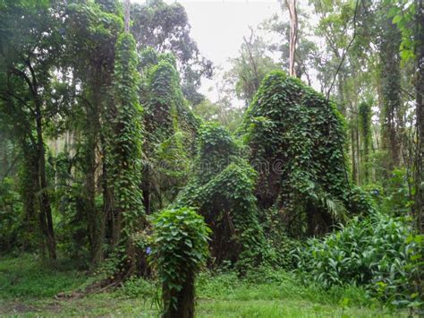 Tropical Plants And Ground Covers In A Rainforest In The Late Afternoon