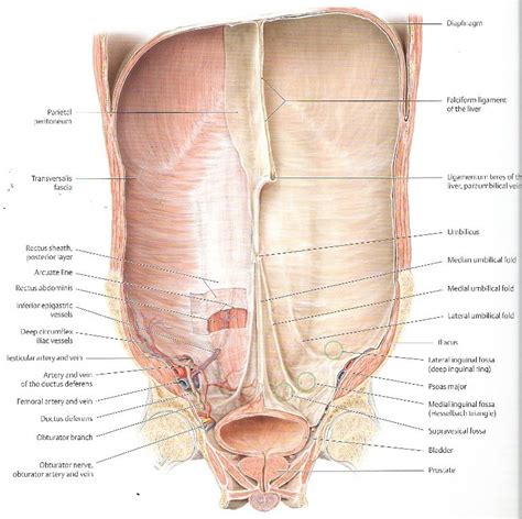 Falciform Ligament Connection To The Anterior Abdominal Wall Body Anatomy Human Anatomy And