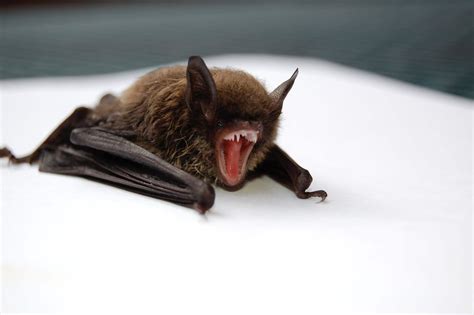 Step By Step Guide To Bat Removal