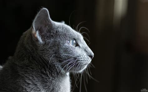 Russian Blue Dark Animal Eyes Cat Ears Macro Cats Animals Animal