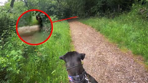 Top 15 Scary Videos to Fuel Your Nightmares | The internet, a vast and