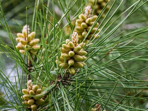 What Do Pine Tree Flowers Look Like