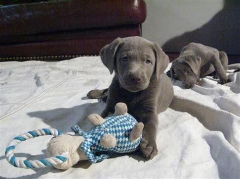 Click here to be notified when new labrador retriever puppies are listed. Silver Labrador Puppies in Des Moines, Iowa AKC for Sale ...