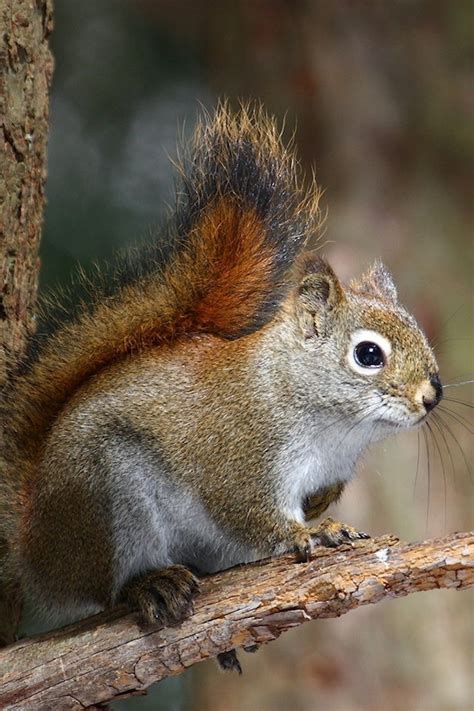 Hd wallpapers and background images. Squirrel Iphone Wallpapers