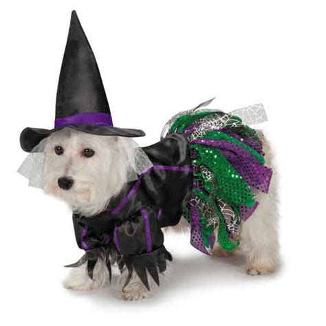 Zack And Zoey Scary Witch Dog Costume Baxterboo