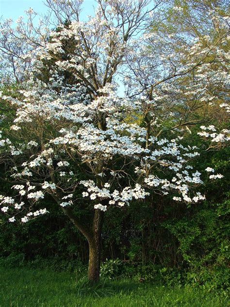 Shape, white oak trees are suitable for a variety of soil types and are somewhat drought. White Flowering Dogwood c2017 / 2 May / Melanie Petridis ...