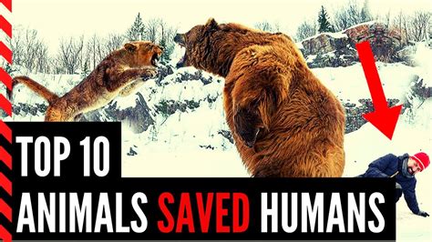 Top 10 Humans Saved By Animals Animals Saving Human Lives Youtube