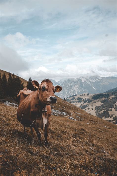 Cow Aesthetic Wallpapers Wallpaper Cave