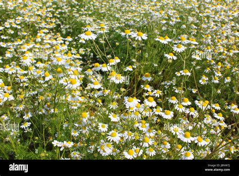 Field With Chamomile Plants Matricaria Chamomilla In Flower Stock