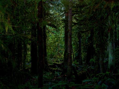 Dark Forest Download All Kinds Of Wallpapers