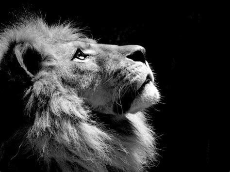 Lion Profile Lion Pictures Black And White Lion Lion Profile