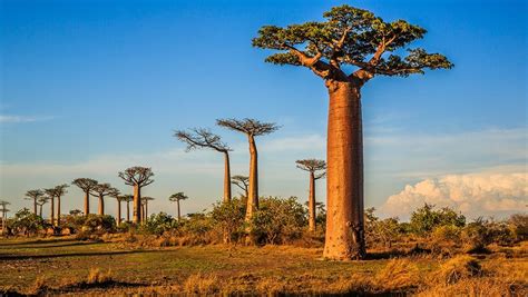 Fun Facts About The Baobab Tree Secret Africa