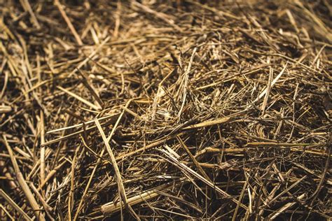 10 Tips For Choosing The Best Hay For Your Horses — Irongate Equine Clinic