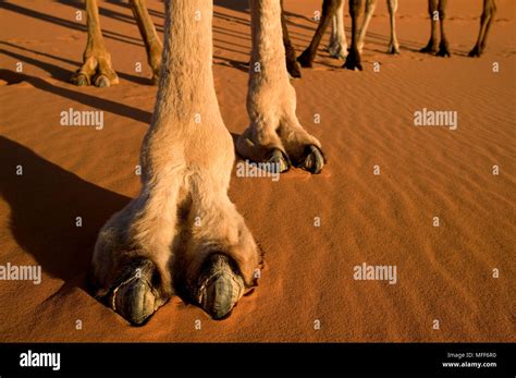 Camel Foot Close Up Hi Res Stock Photography And Images Alamy