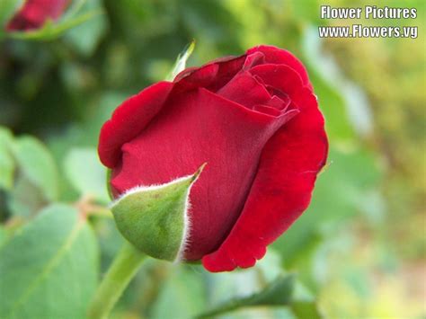 Flowers hd wallpapers in high quality hd and widescreen resolutions from page 2. www.lovlyswat: da swat gulab