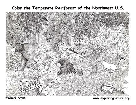 Rainforest Temperate Coloring Page