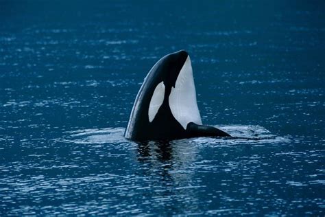 Orca Killer Whale Orcinus Orca Facts