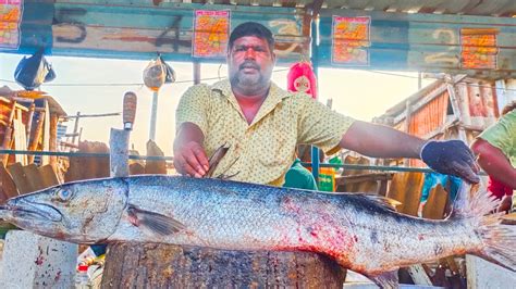 Kasimeduminnal Raja Very Bigsize Seela Fish Cutting Video Kasimedu