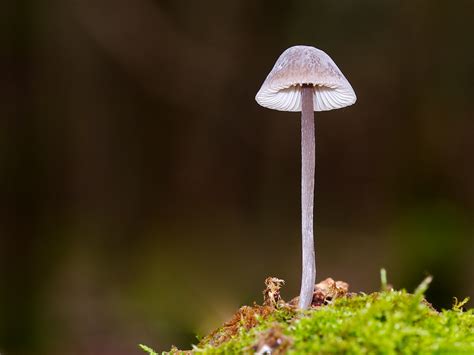 Kleiner Pilz..... Foto & Bild | fotos, world, spezial Bilder auf ...