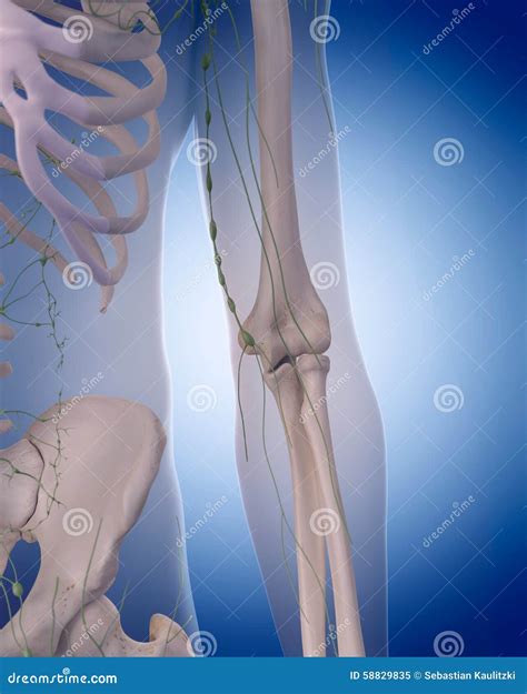 The Lymphatic System The Arm Stock Illustration Illustration Of