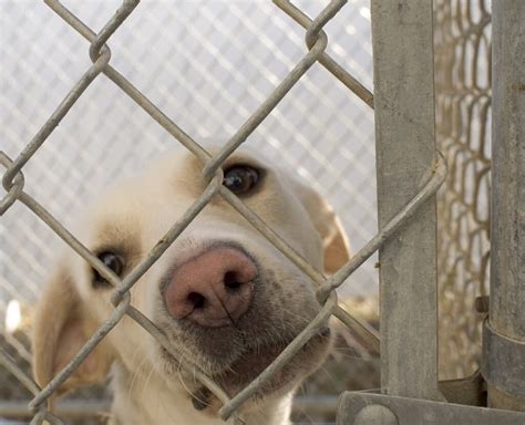 Dog In A Shelter