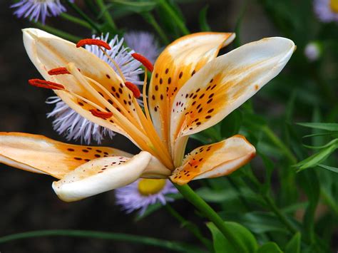 Wild Lily Photograph By Paul Slebodnick Fine Art America