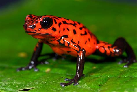 Frog Animals Nature Poison Dart Frogs Amphibian Wallpapers Hd