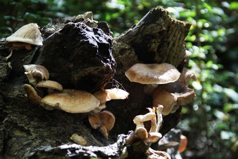 Mushrooms In Michigan Owlcation