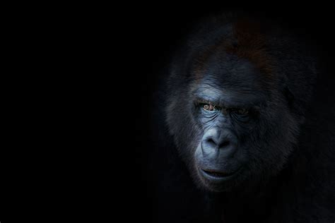Gorilla Desktop Wallpapers Top Free Gorilla Desktop Backgrounds