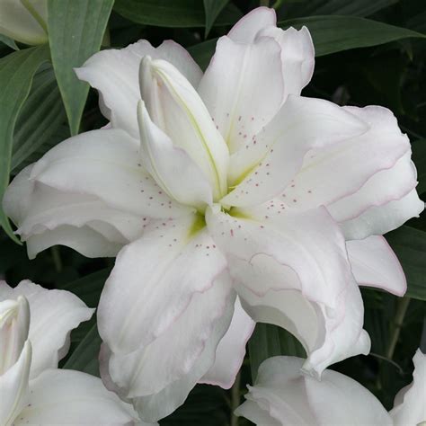 Buy Lotus Lily Bulb Lilium Lotus Beauty