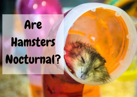 Are Hamsters Nocturnal Hamster Sleep Patterns Explained The Pet Savvy