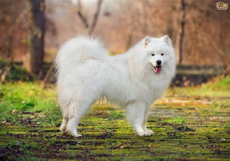 The Secret To Keeping A Dogs White Coat Gleaming Pets4homes