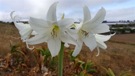 Crinum Lily~powellii Alba Huge Bulbs