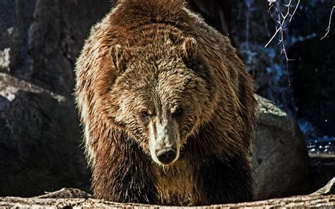 40 Grizzly Bear Hd Wallpaper Wallpapersafari