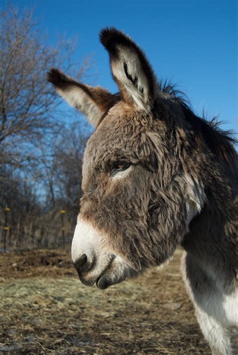 Late Winter Donkey I Was Out At The Farm Last Weekend And Flickr