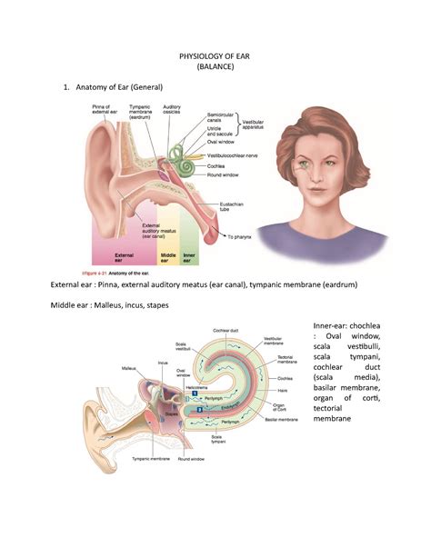 Physiology Of Ear Equilibrium Physiology Of Ear Balance Anatomy