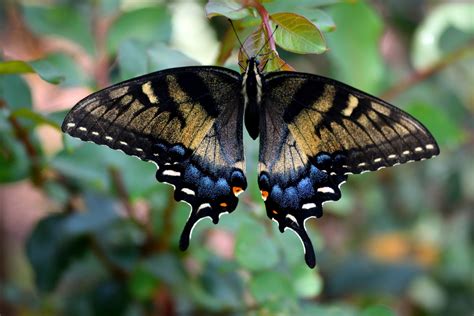 Swallowtail Butterfly Free Stock Photo Public Domain Pictures