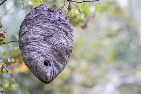 How To Get Rid Of A Wasps Nest How To Kill Hornets And Wasps Ph
