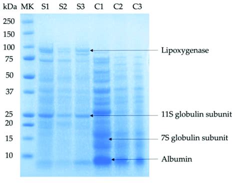 Representative Sds Page Gel Of The Samples Studied The Left Lane