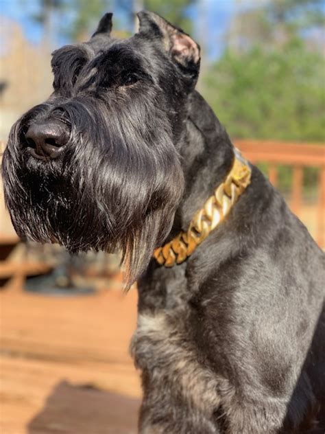 Royal Giants Home Of The Protection Giant Schnauzer