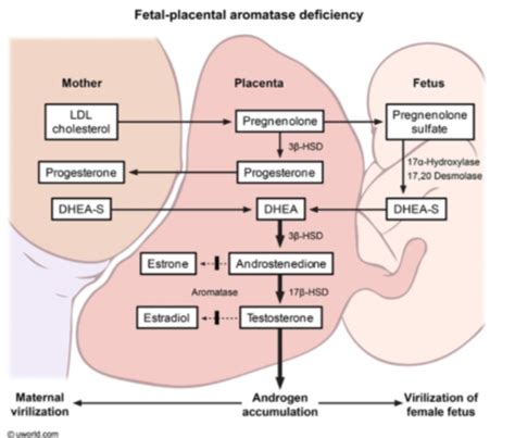 Female And Male Reproductive System Flashcards Quizlet